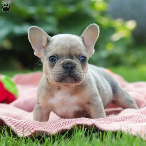 Ike, French Bulldog Puppy